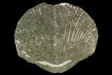 1.8" Pyrite Replaced Brachiopod (Paraspirifer) - Ohio - #130275-1